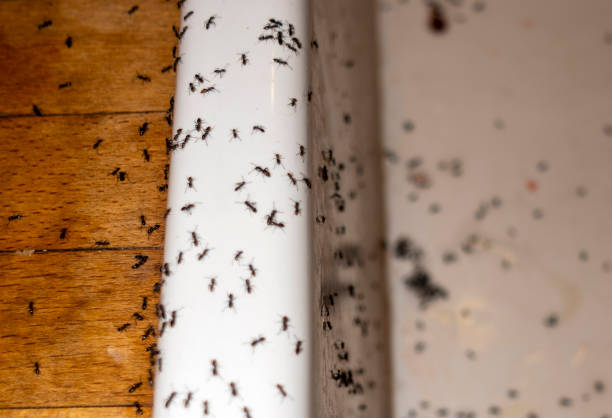 Best Local Pest Control Services  in Vernal, UT